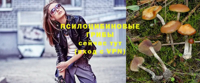 Галлюциногенные грибы Psilocybe Усть-Лабинск